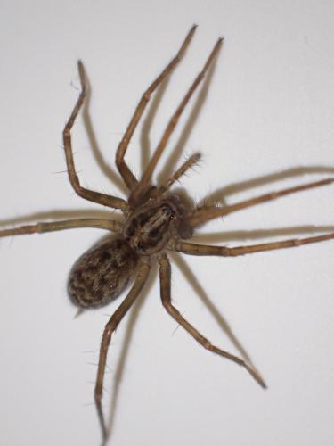 Eratigena sp.